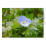 Blue Creeping Speedwell Blooms Greeting Card
