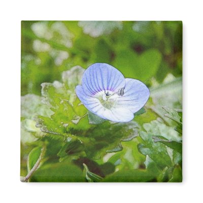 Blue Creeping Speedwell Blooms Magnet by Pretty_World