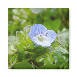 Blue Creeping Speedwell Blooms Magnet
