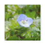 Blue Creeping Speedwell Blooms Magnet