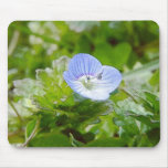 Blue Creeping Speedwell Blooms Mousepads