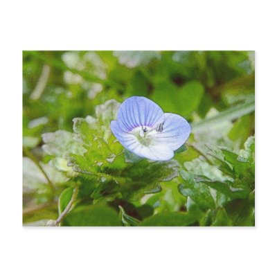 Blue Creeping Speedwell Blooms Postcards by Pretty_World