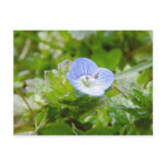 Blue Creeping Speedwell Blooms postcards