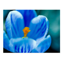 Blue Crocus Postcard