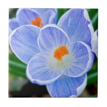 Blue Crocuses tiles