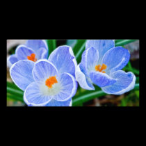Blue Crocuses photo cards