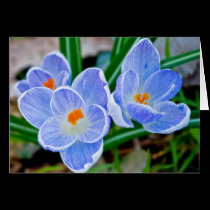 Blue Crocuses cards