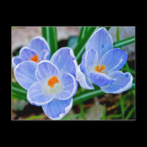 Blue Crocuses postcards