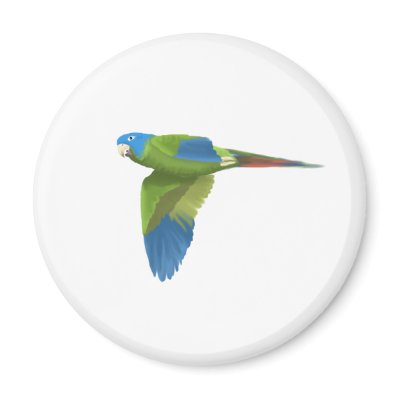 Blue-crowned Conure Refrigerator Magnet by antshrikestudio
