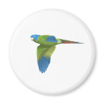 Blue-crowned Conure magnets