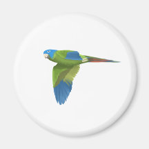 Blue-crowned Conure Refrigerator Magnet