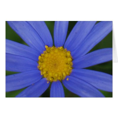 Blue Daisy Cards by ggbythebay