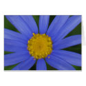 Blue Daisy cards