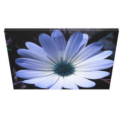 Blue Daisy Flower Canvas Print by Fallen_Angel_483