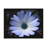 Blue Daisy Flower Postcard