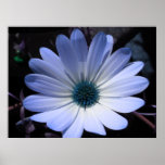 Blue Daisy Flower Print