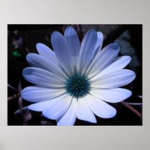 Blue Daisy Flower Print
