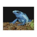 Blue Dart Frog (Dendrobates azureus).jpg Post Cards