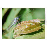 Blue Dasher Dragonfly card
