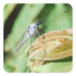 Blue Dasher Dragonfly sticker