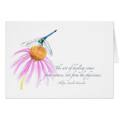 Blue Dasher on Coneflower Greeting Cards by lmgdesign