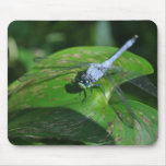 Blue dragonfly on green leaf