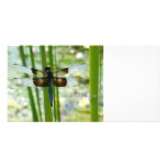Blue Dragonfly Photo Card photo cards