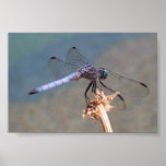 Blue Dragonfly posters