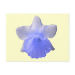 Blue Dripping Daffodil Flower Postcard