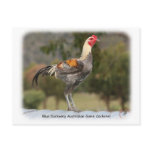 Blue Duckwing Australian Game Cockerel 9Y557D-006 postcards
