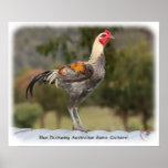 Blue Duckwing Australian Game Cockerel 9Y557D-006 posters