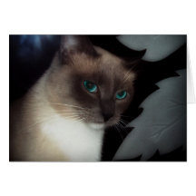 BLUE EYE BELLA CARDS