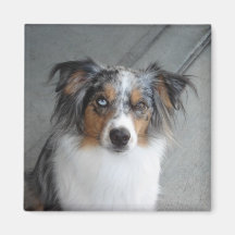 Blue Eye Half Brown Fridge Magnet