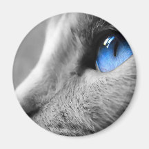 Blue eye of Siamese Magnet