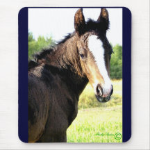 Blue-eyed Colt mousepads