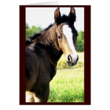 Blue-eyed Colt Notecards