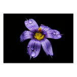 Blue Eyed Grass ~ ATC business cards