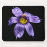 Blue Eyed Grass ~ mousepad