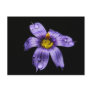 Blue Eyed Grass ~ postcard