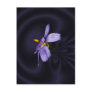 Blue Eyed Grass ~ postcard