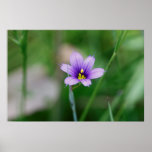 Blue Eyed Grass posters