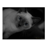 Blue Eyed Kitten Postcard