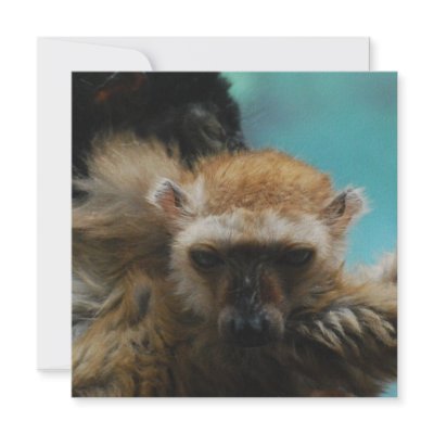 Blue Eyed Lemur Invitations by WildlifeAnimals