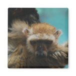 Blue Eyed Lemur Magnet