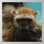 Blue Eyed Lemur Poster posters