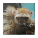 Blue Eyed Lemur Tile