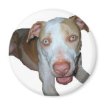 Blue eyed pitbull magnet