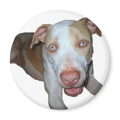 Blue eyed pitbull magnet by rescueadog