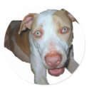 blue eyed pitbull sticker