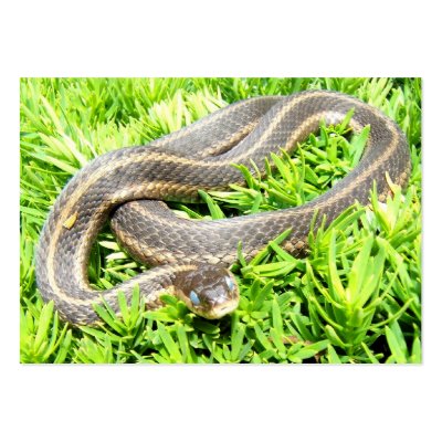 Blue Eyed Snake ~ ATC by Andy2302